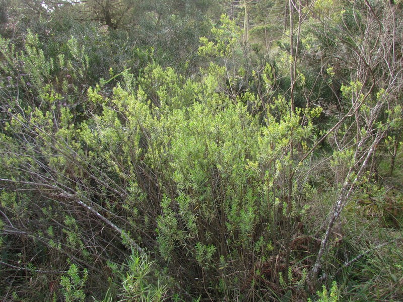 Baccharis selloi