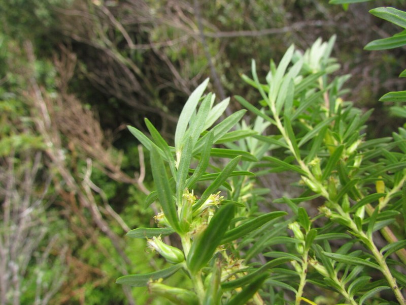 Baccharis selloi photo 2