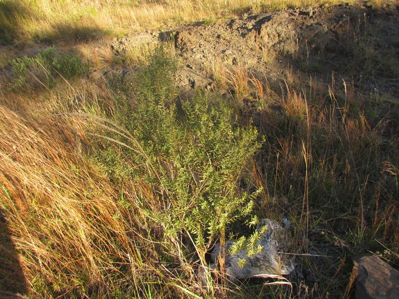 Baccharis selloi photo 3