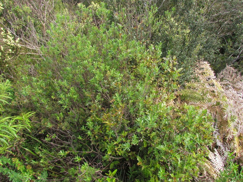 Baccharis selloi photo 4