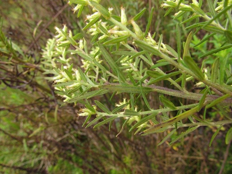 Baccharis selloi photo 5
