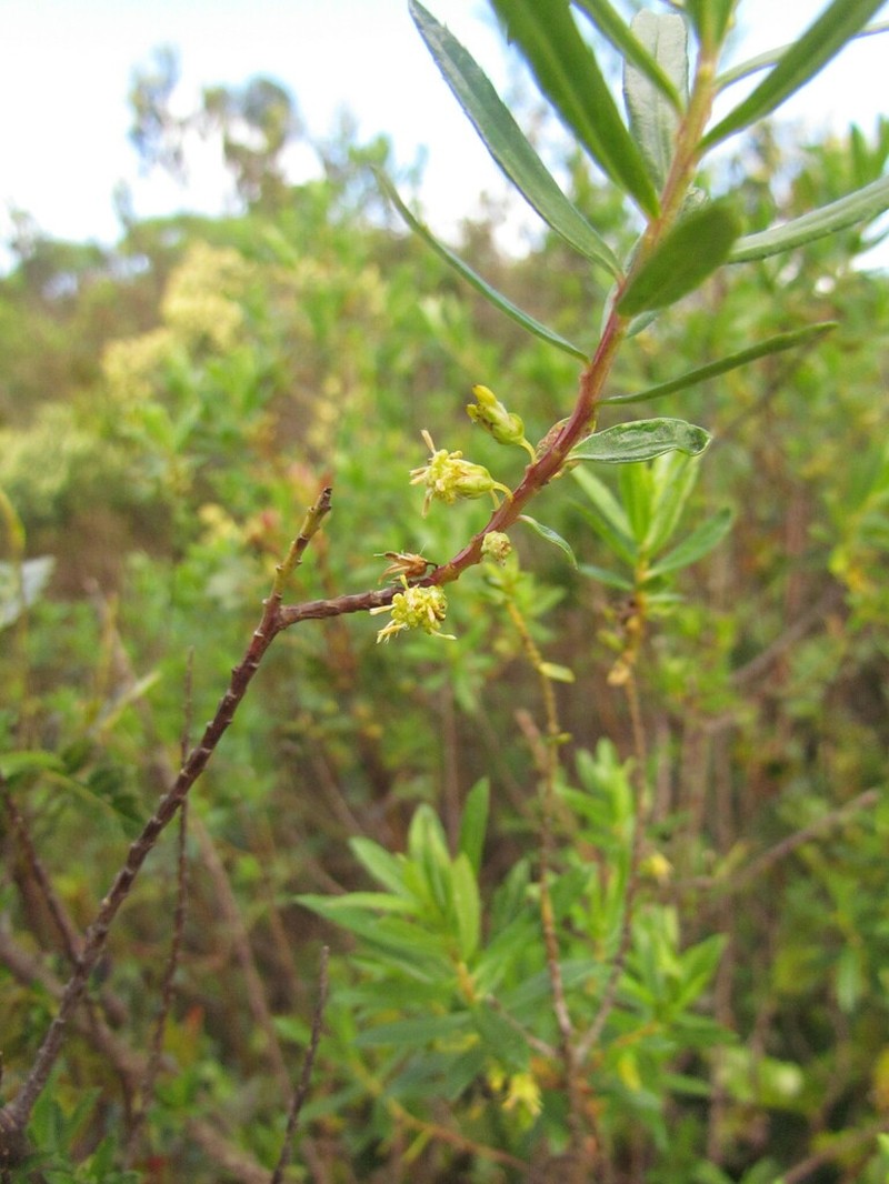 Baccharis selloi photo 6