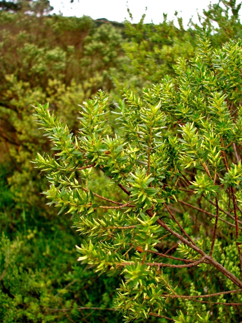 Baccharis selloi photo 7