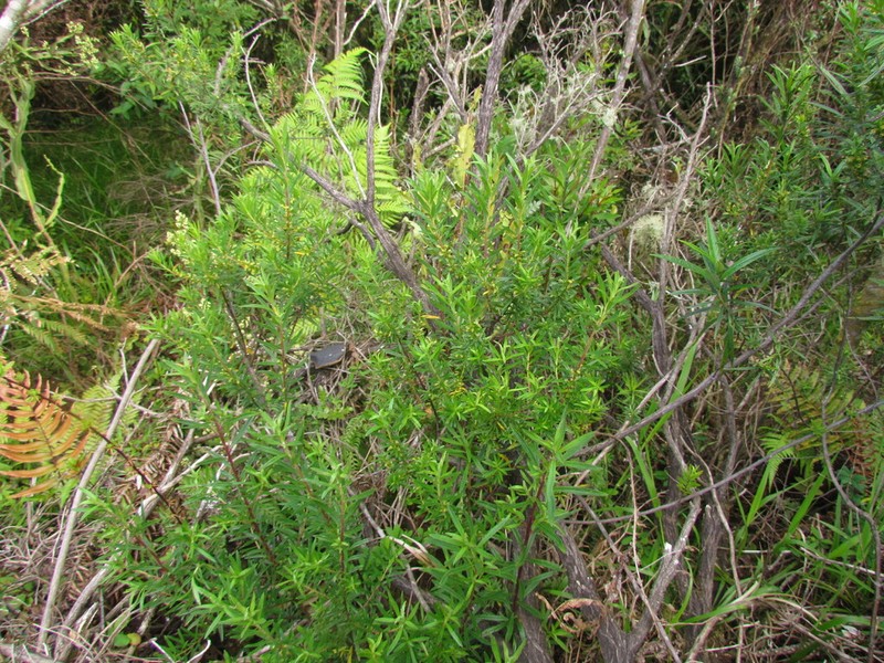 Baccharis selloi photo 8
