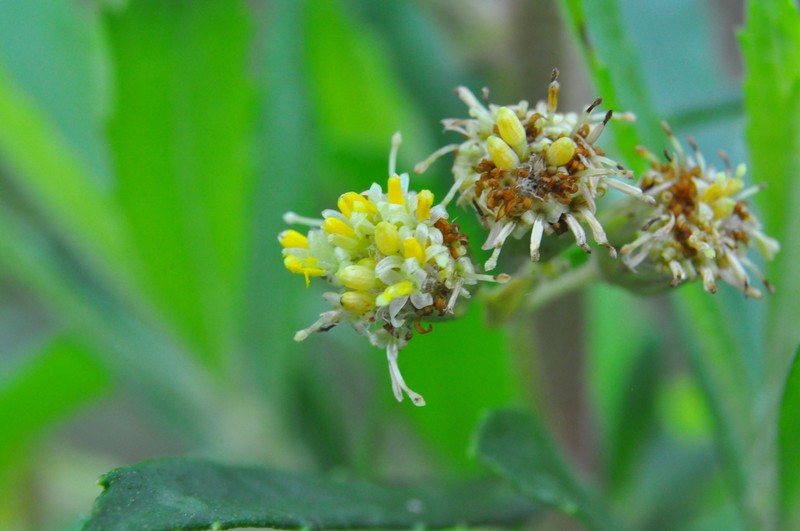 Baccharis semiserrata