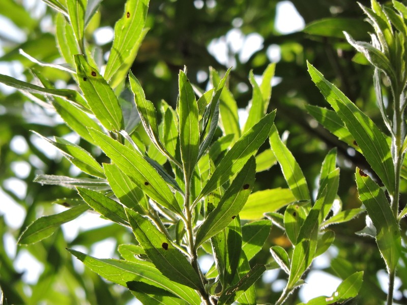 Baccharis semiserrata photo 2
