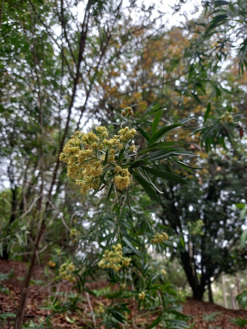Baccharis semiserrata photo 3