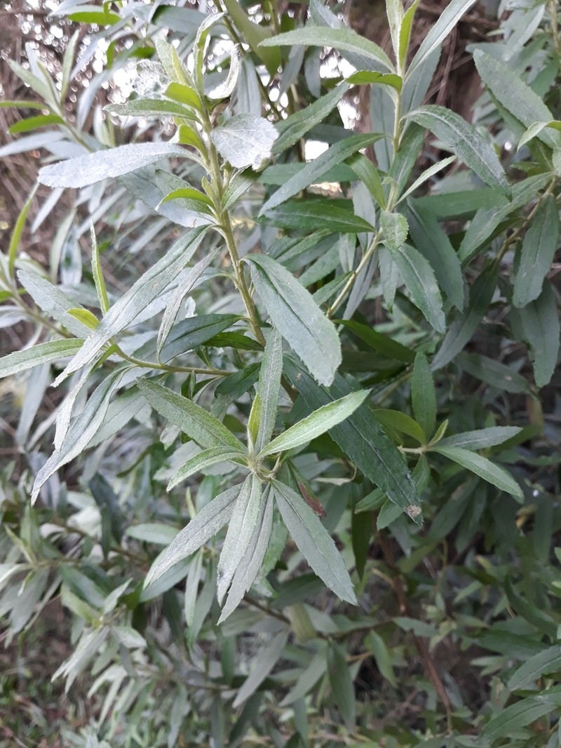 Baccharis semiserrata photo 4