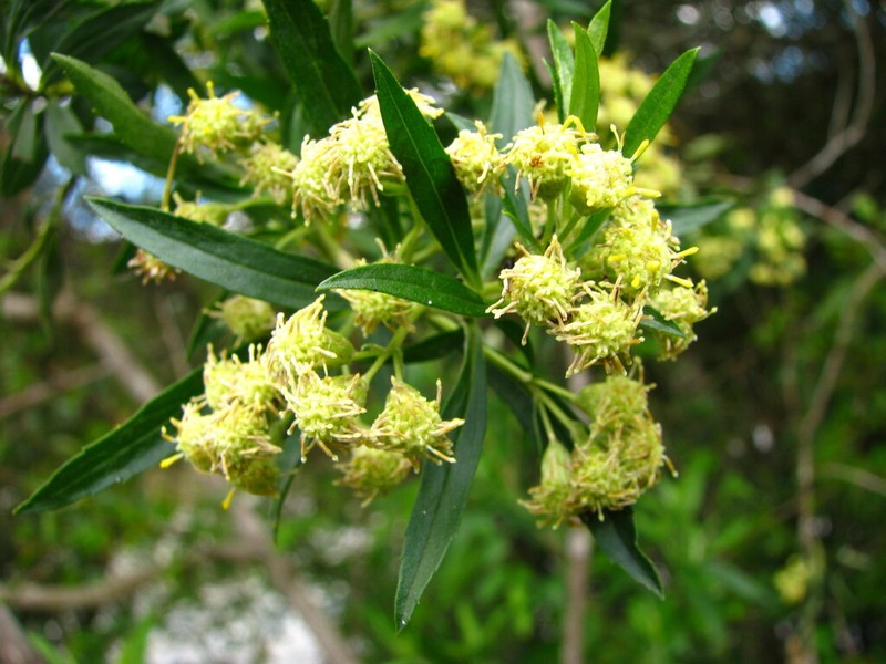 Baccharis semiserrata photo 5