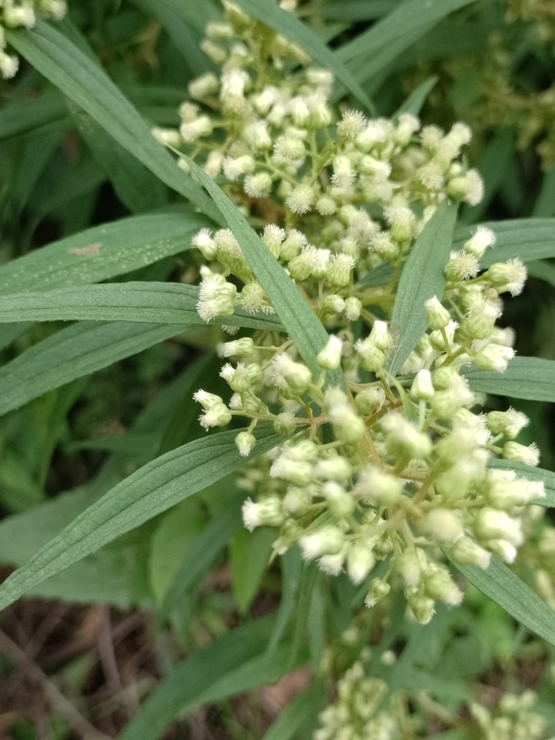 Baccharis semiserrata photo 6