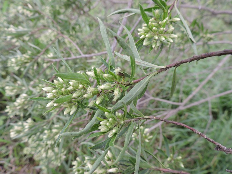 Baccharis semiserrata photo 7