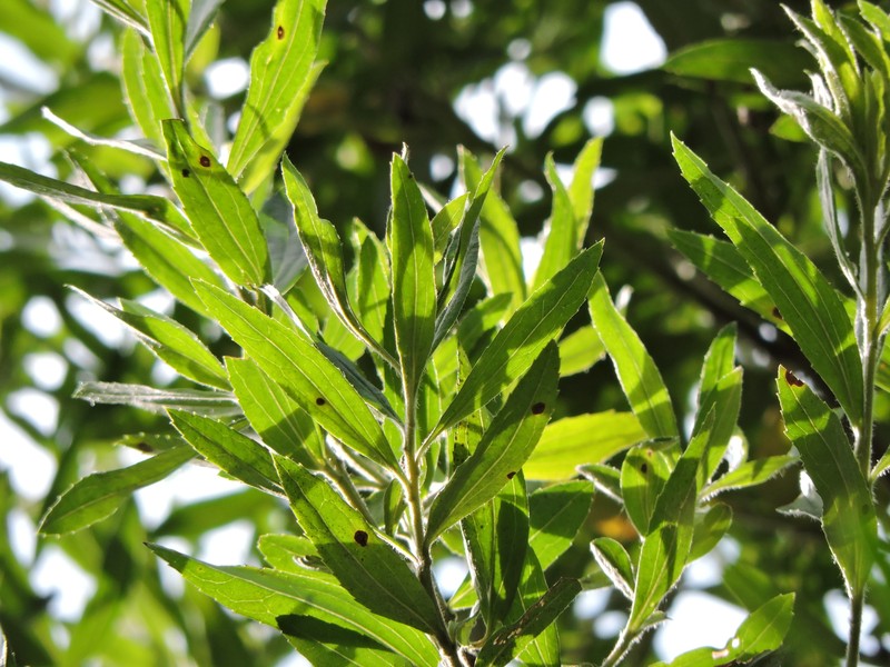 Baccharis semiserrata photo 8