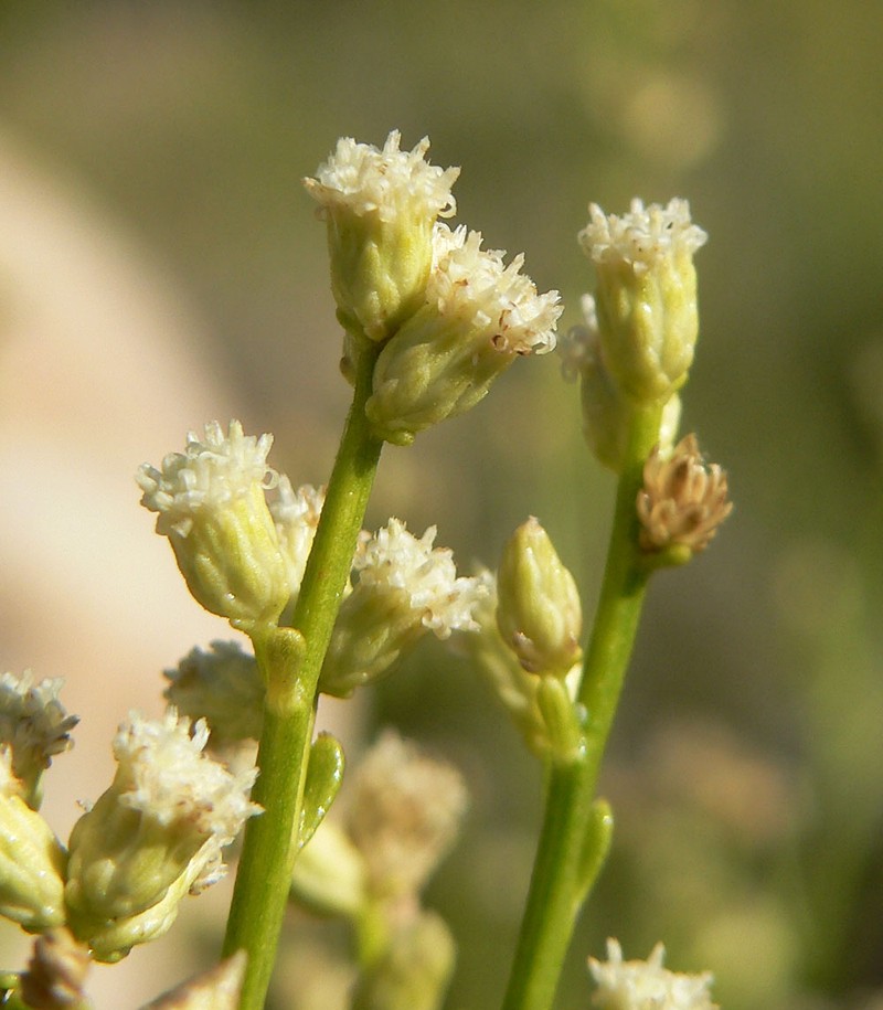 Desert Baccharis photo 2