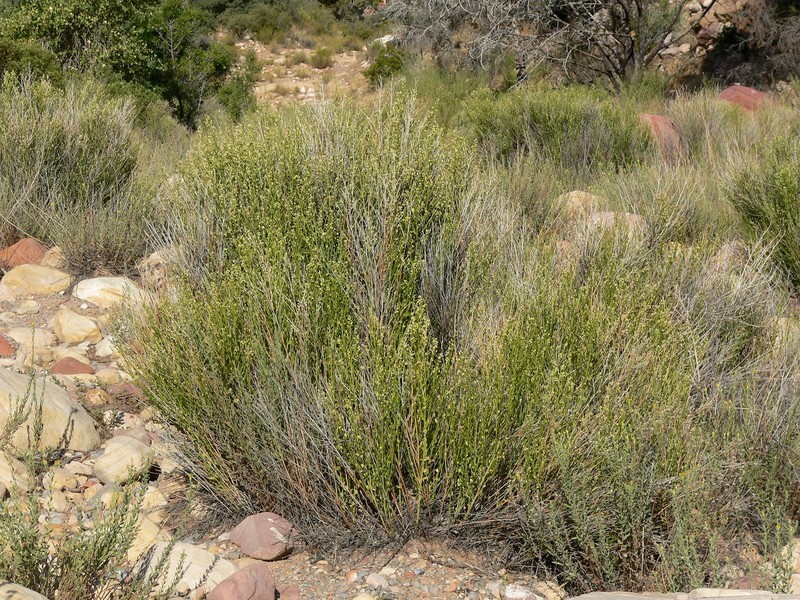 Desert Baccharis
