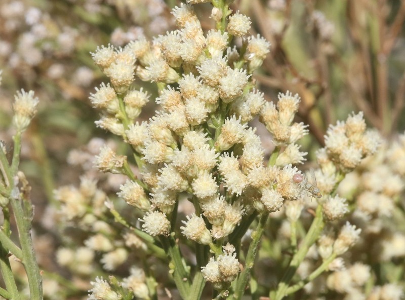 Desert Baccharis photo 3