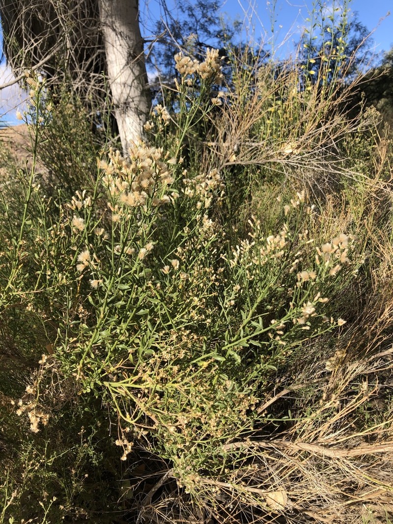 Desert Baccharis photo 4
