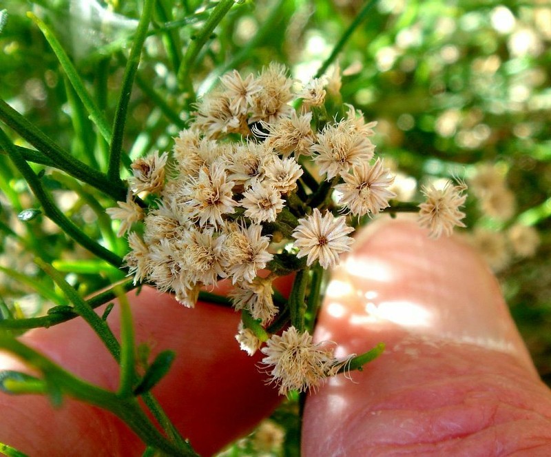 Desert Baccharis photo 5