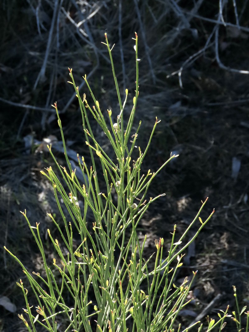 Desert Baccharis photo 6