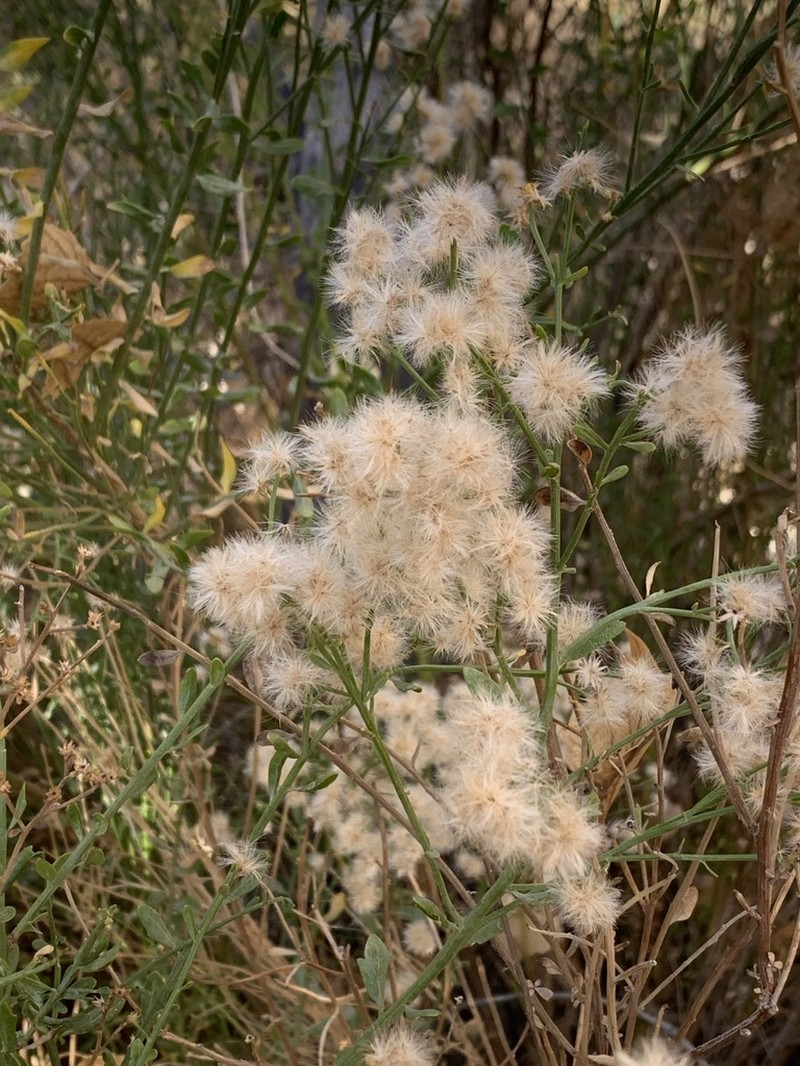 Desert Baccharis photo 7