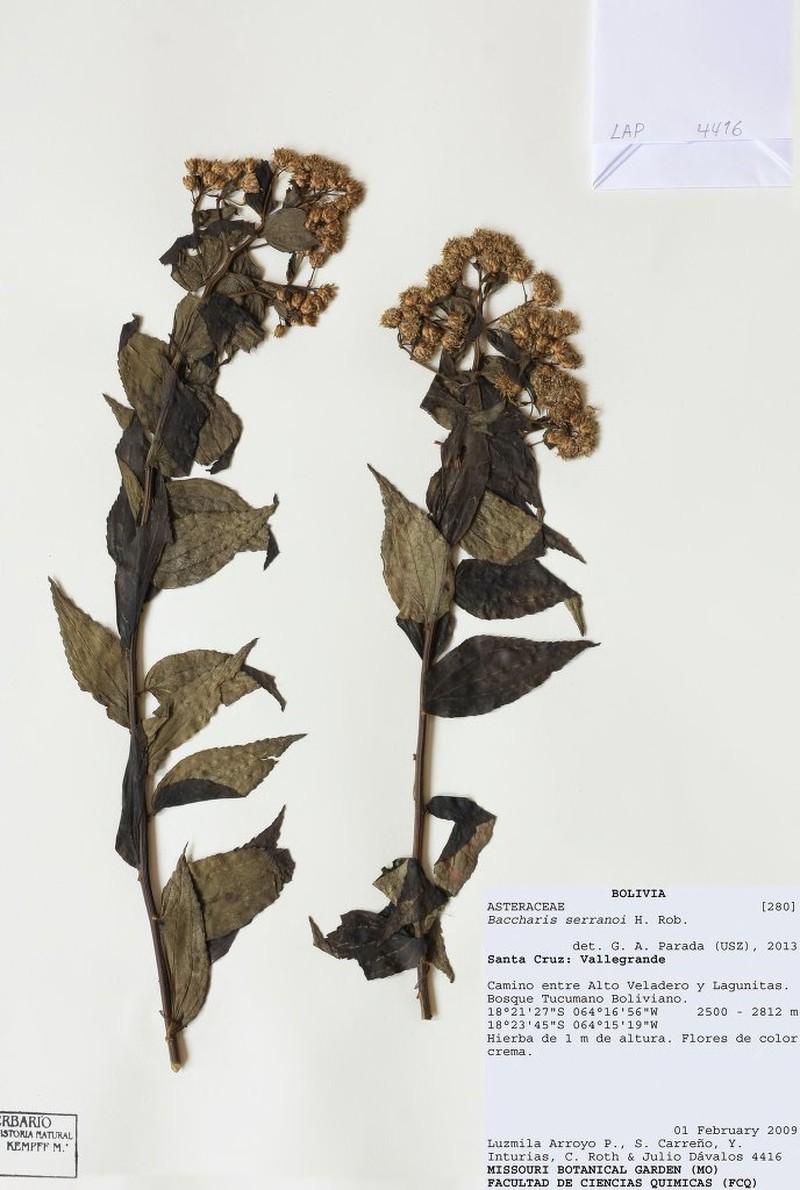 Baccharis serranoi