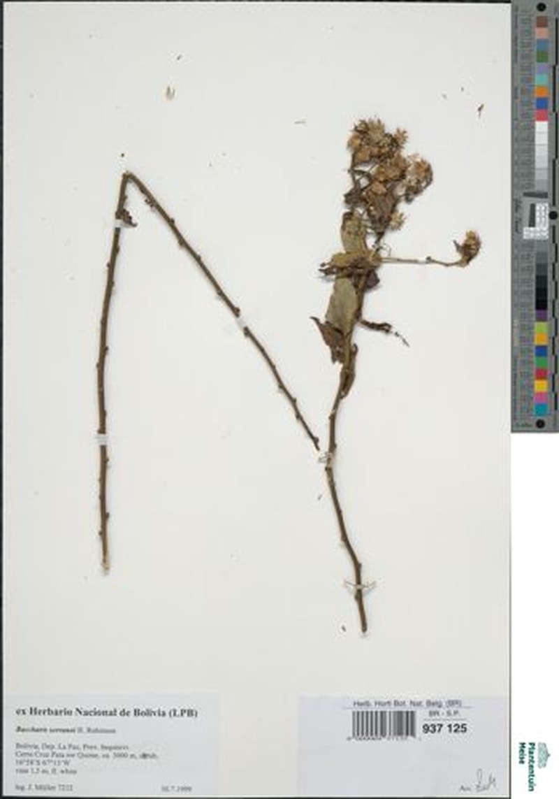Baccharis serranoi photo 2