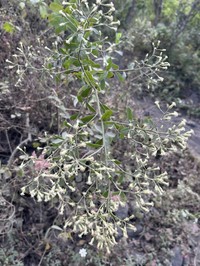 Baccharis serrifolia