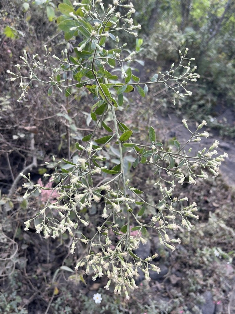 Baccharis serrifolia