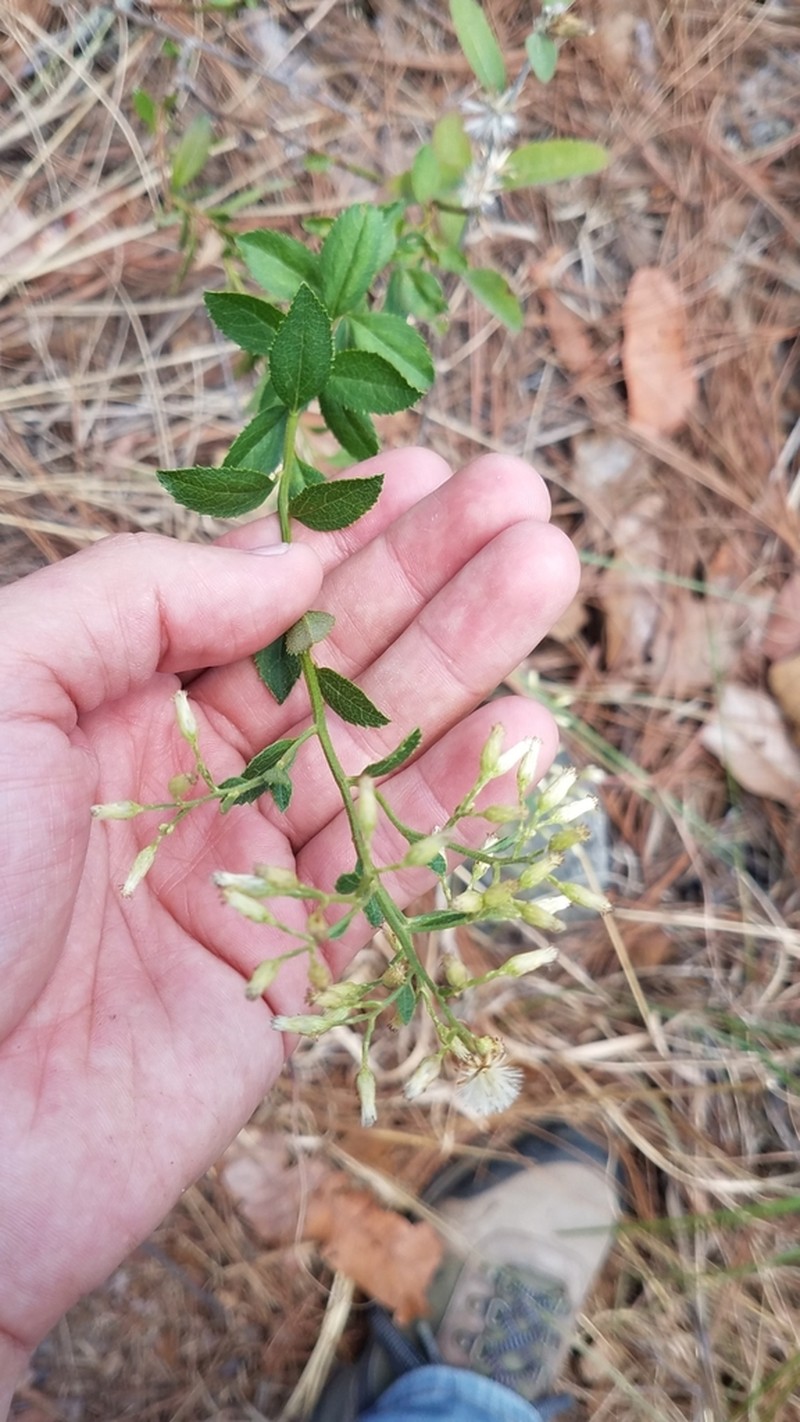 Baccharis serrifolia photo 2