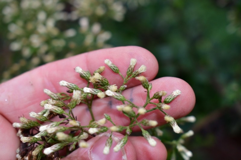 Baccharis serrifolia photo 3
