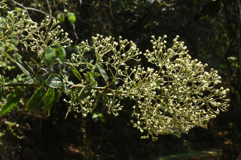 Baccharis serrifolia photo 4
