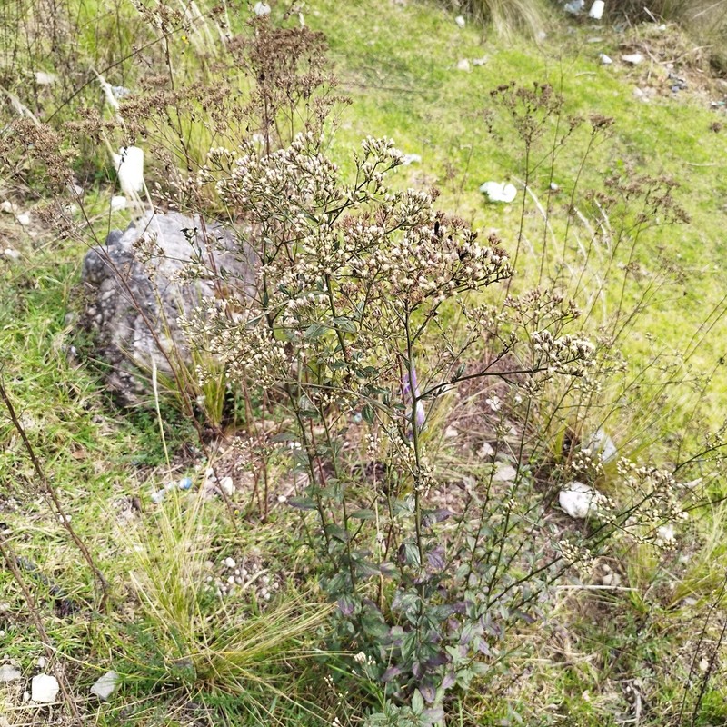 Baccharis serrifolia photo 5