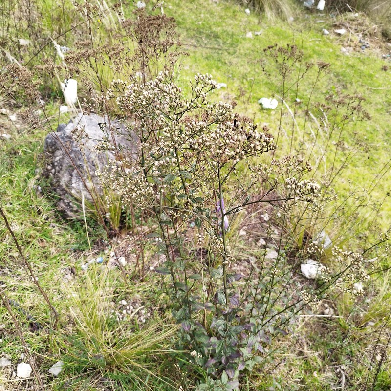 Baccharis serrifolia photo 6