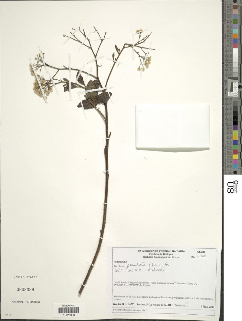 Baccharis serrula
