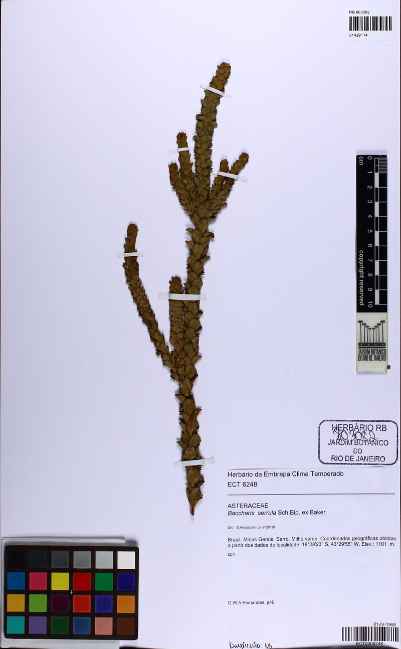 Baccharis serrula photo 2