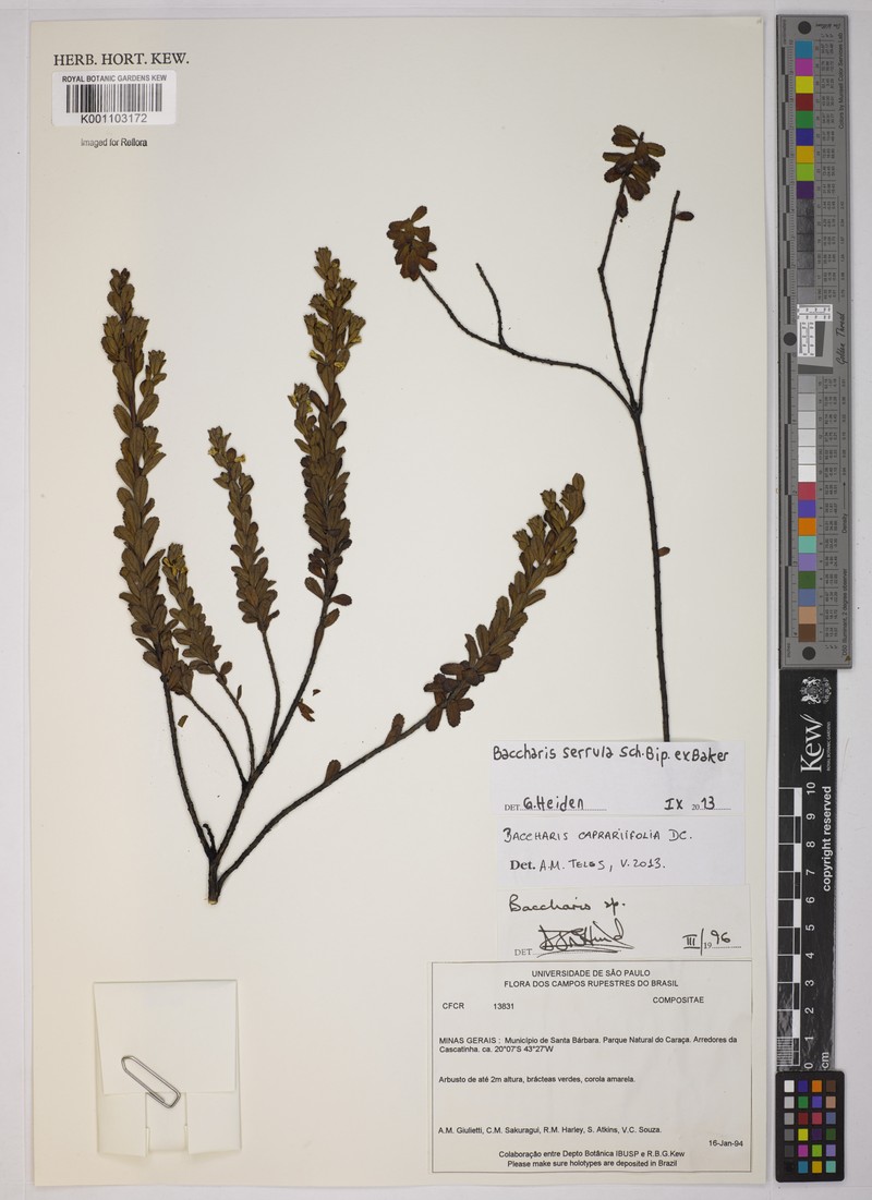 Baccharis serrula photo 3