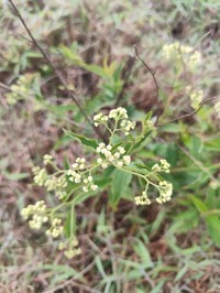 Baccharis serrulata