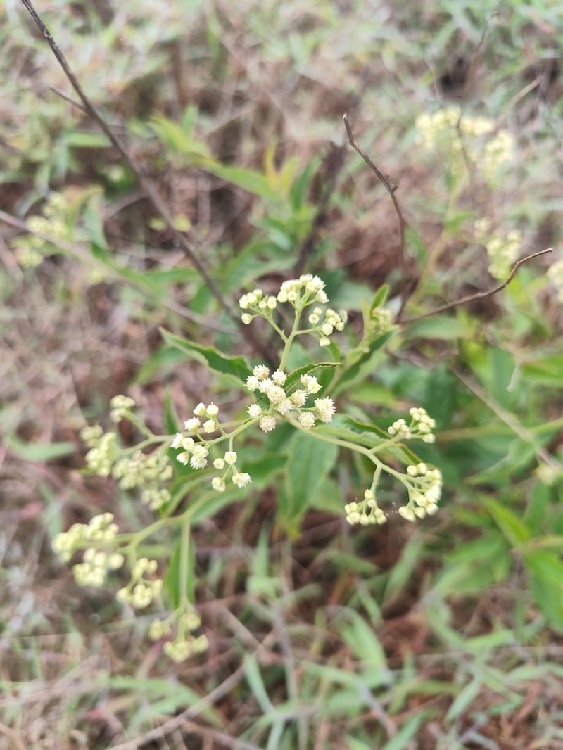 Baccharis serrulata