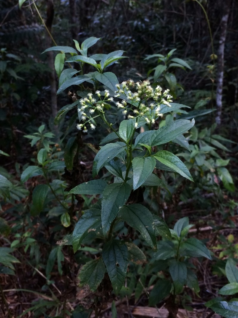 Baccharis serrulata photo 2