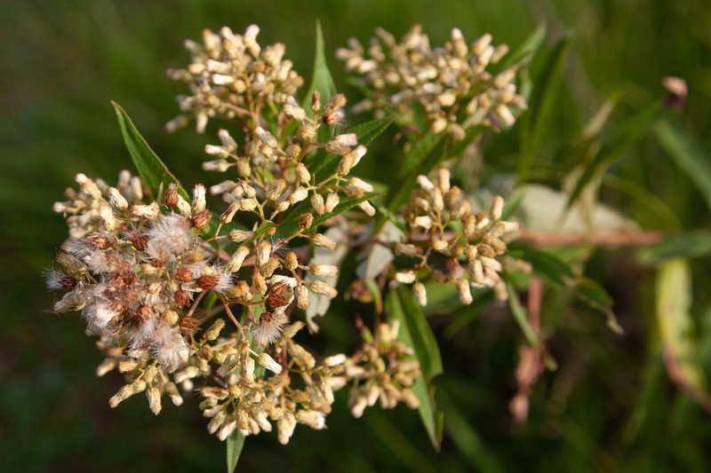 Baccharis serrulata photo 3