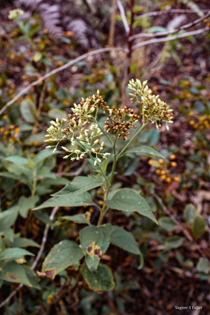 Baccharis serrulata photo 4