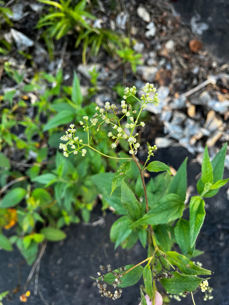 Baccharis serrulata photo 5