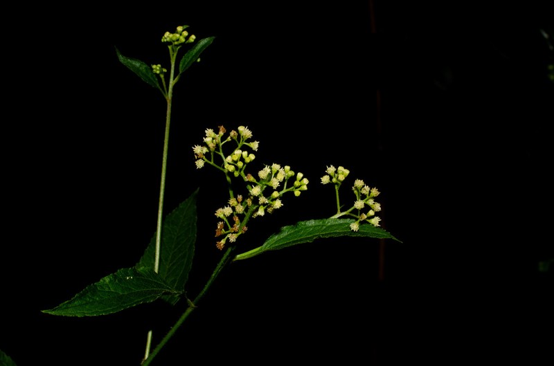 Baccharis serrulata photo 6