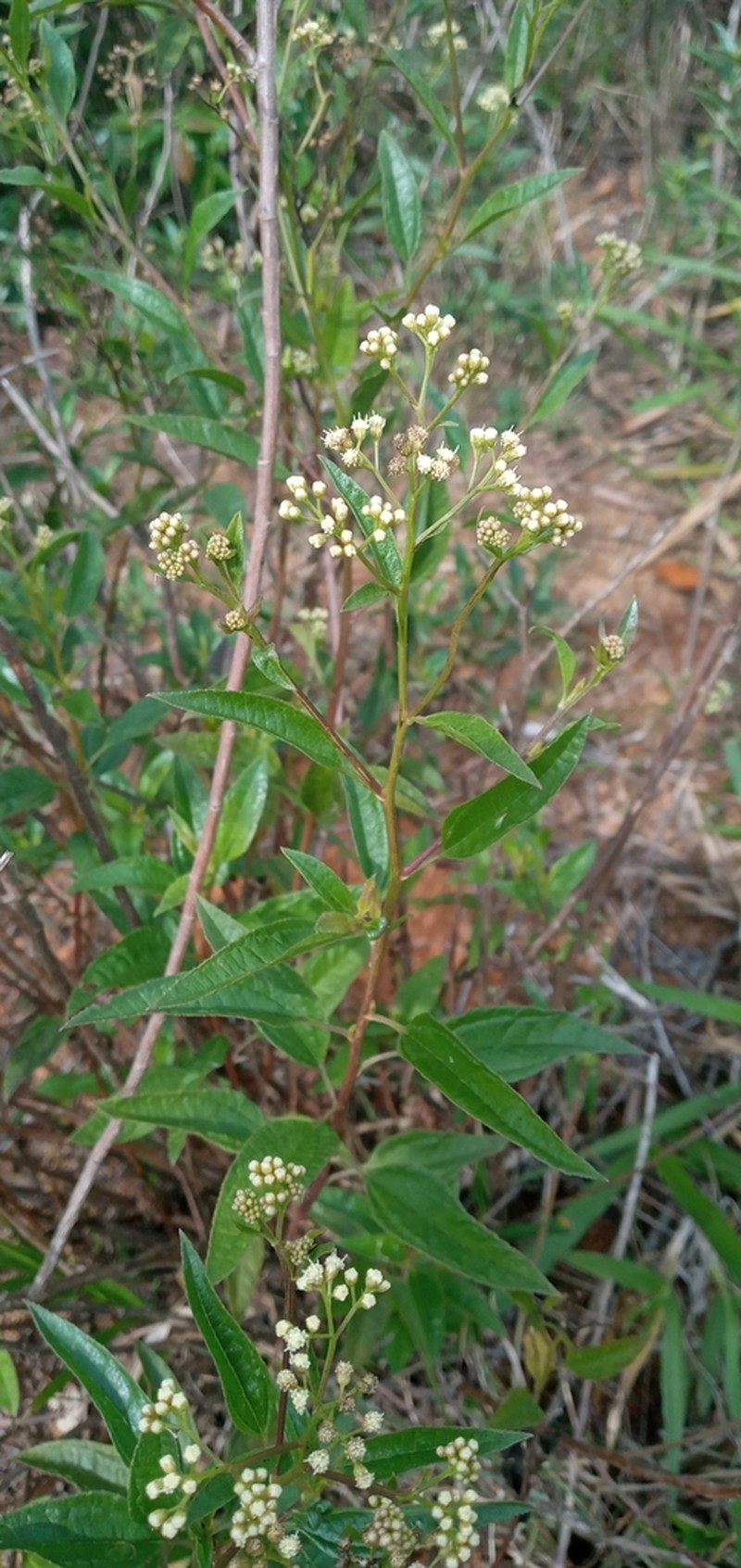 Baccharis serrulata photo 7