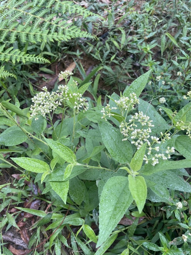 Baccharis serrulata photo 8