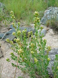 Baccharis sessiliflora