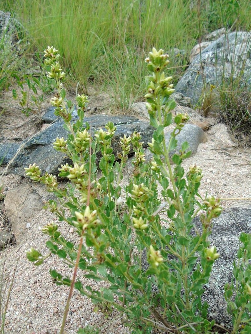 Baccharis sessiliflora