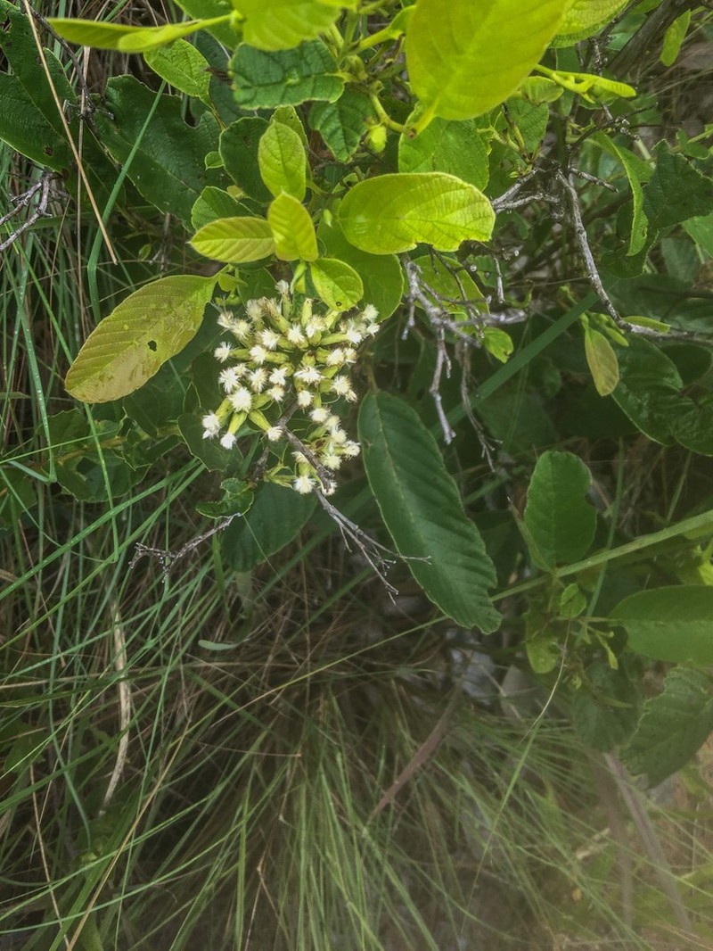 Baccharis sessiliflora photo 2