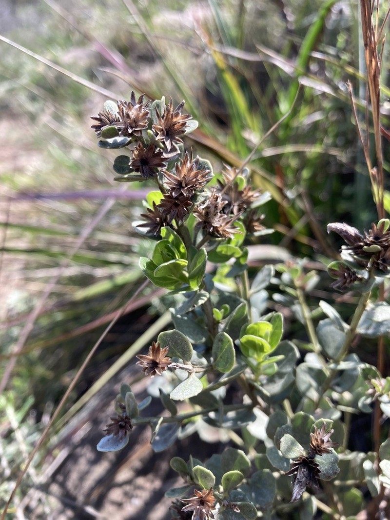 Baccharis sessiliflora photo 3