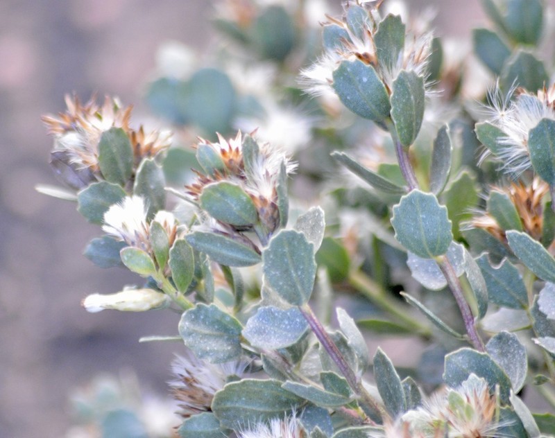 Baccharis sessiliflora photo 4