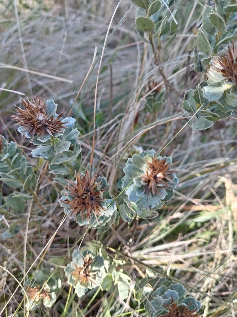 Baccharis sessiliflora photo 5